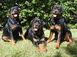 3 rotties