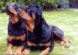 caring rotties