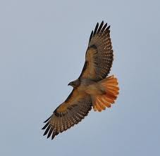 flying hawk 1