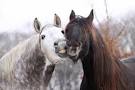 nuzzling horses