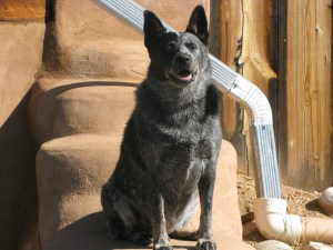 potporri house sade horses 003