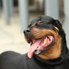 rottie smiling