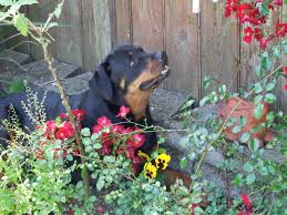rotty in garden