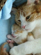 sweet motherhood