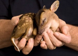 fawn life is precious