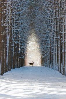 lone deer walk