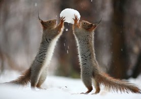 squirrel snow ball
