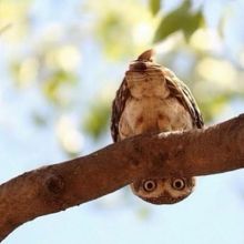 peeking-owl