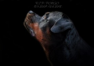 Pongo My Friend Keisi Past Rottie