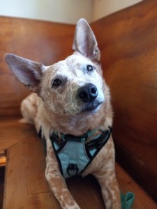 Raglins Market in Gunbarrel